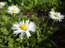 Bellis perennis (2014, March 27)