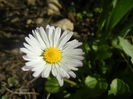 Bellis perennis (2014, March 27)