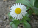 Bellis perennis (2014, April 01)