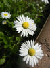 Bellis perennis (2014, April 01)