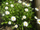 Bellis perennis (2014, April 01)