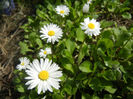 Bellis perennis (2014, April 01)