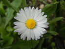 Bellis perennis (2014, April 13)