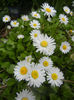 Bellis perennis (2014, April 13)