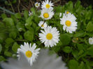 Bellis perennis (2014, April 13)