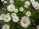 Bellis perennis (2014, April 13)