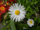 Bellis perennis (2014, April 13)