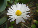 Bellis perennis (2014, April 13)