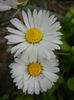 Bellis perennis (2014, April 13)