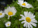 Bellis perennis (2014, April 13)
