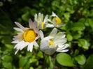 Bellis perennis (2014, April 20)
