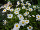 Bellis perennis (2014, April 21)