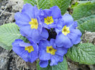 Blue Primula (2014, March 13)