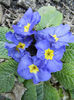 Blue Primula (2014, March 14)