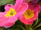 Pink Primula (2014, March 16)