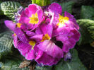 Violet Primula (2014, March 19)