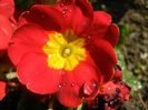 Red Primula (2014, March 19)