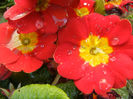 Red Primula (2014, March 20)