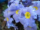 Blue Primula (2014, March 20)