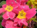 Pink Primula (2014, March 20)