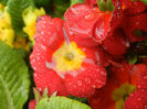 Red Primula (2014, March 24)