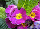 Violet Primula (2014, March 27)