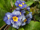 Primula Zebra Blue (2014, April 13)