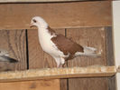 vandut