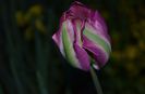 DSC_1194