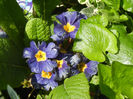 Primula Zebra Blue (2014, April 20)