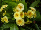 Primula polyanthus Yellow (2014, Apr.20)