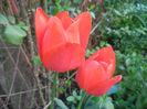 Tulipa Orange Bouquet (2014, April 21)