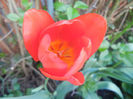 Tulipa Orange Bouquet (2014, April 21)