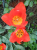 Tulipa Orange Bouquet (2014, April 23)