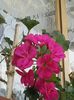 20140409_182555_resized