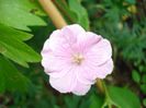 geranium sanguineum striatum