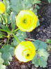 ranunculus
