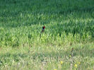 DSC01896