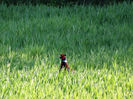 DSC01900