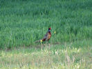 DSC01903