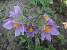 PULSATILLA VULGARIS / DEDIŢEL DE PĂDURE, FLOAREA PAŞTELUI