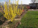 Forsythia