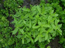 Phlox Paniculata David's Lavender 3lei firul