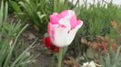 IMGA0709