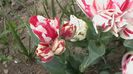 IMGA0726