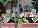 hoste 4 soiuri...cumparate/sun.