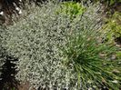 Arpagic - Allium schoenoprasum invadat de Cerastium tomentosum