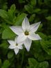 Ipheion Wisley Blue (2014, April 27)