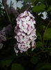 Syringa vulgaris_Lilac (2014, April 24)