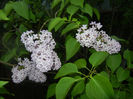 Syringa vulgaris_Lilac (2014, April 24)